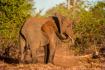 LE-AF-M-25 Elephant Taking A Dust Bath, Kruger National Park, South Africa