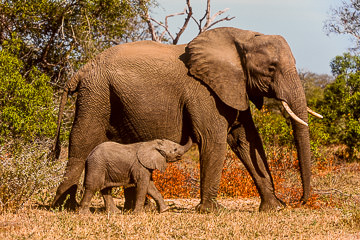AF-M-06&nbsp;&nbsp;&nbsp;&nbsp;&nbsp;&nbsp;&nbsp;&nbsp; Elephant Mom With Calf, Londolozi Private Reserve, South Africa