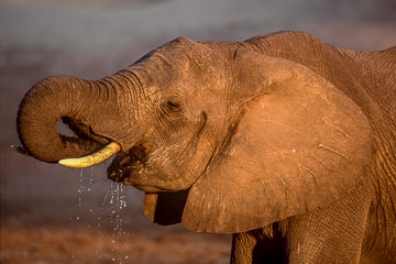 LE-AF-M-11 Elephant Drinking, Chobe National Park, Botswana