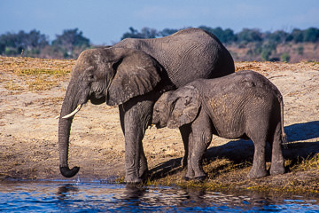 LE-AF-M-03 Elephant Mom With Calf At Chobe River, Chobe National Park, Botswana