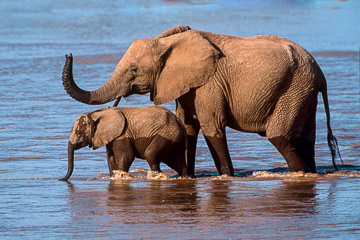 LE-AF-M-104 Elephant And Calf Crossing River, Samburu National Reserve, Kenya