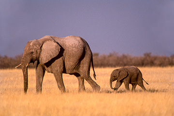 LE-AF-M-20 Elephant Walking With Calf, Etosha National Park, Namibia