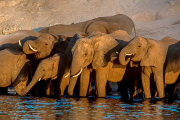 AF-M-10 Elephant Herd Drinking At Chobe River, Chobe National Park, Botswana