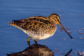 AF-B-01&nbsp;&nbsp;&nbsp;&nbsp;&nbsp;&nbsp;&nbsp;&nbsp; Ethiopian Snipe, Marievale Bird Sanctuary, South Africa