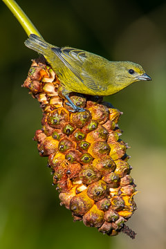 BR-B-73&nbsp;&nbsp;&nbsp;&nbsp;&nbsp;&nbsp;&nbsp;&nbsp; Female Fifi-Verdadeiro on Caxando, Coastal Region Of Bahia, Brazil