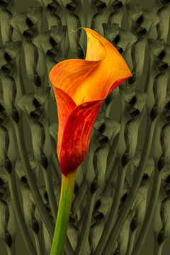 LE-FLL-03&nbsp;&nbsp;&nbsp;&nbsp;&nbsp;&nbsp;&nbsp;&nbsp; Calla Lily