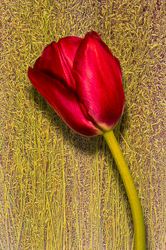 LE-FLL-04&nbsp;&nbsp;&nbsp;&nbsp;&nbsp;&nbsp;&nbsp;&nbsp; Tulip