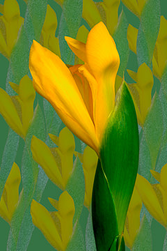 LE-FLL-07&nbsp;&nbsp;&nbsp;&nbsp;&nbsp;&nbsp;&nbsp;&nbsp; Yellow Iris
