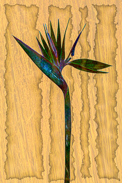 LE-FLL-09&nbsp;&nbsp;&nbsp;&nbsp;&nbsp;&nbsp;&nbsp;&nbsp; Bird Of Paradise