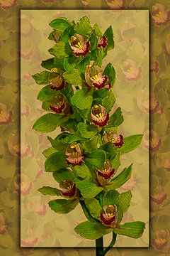 LE-FLL-18&nbsp;&nbsp;&nbsp;&nbsp;&nbsp;&nbsp;&nbsp;&nbsp; Cymbidium Orchids