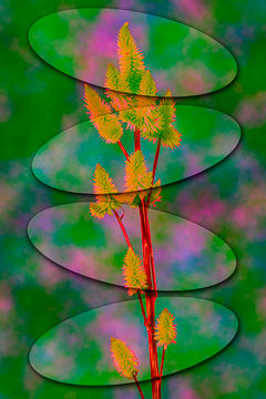 LE-FLL-17&nbsp;&nbsp;&nbsp;&nbsp;&nbsp;&nbsp;&nbsp;&nbsp; Celosia Argentea