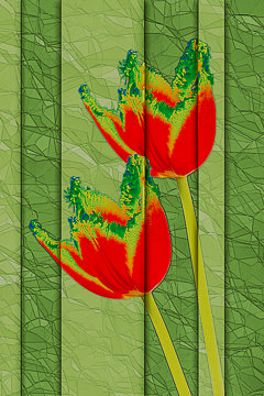LE-FLL-21&nbsp;&nbsp;&nbsp;&nbsp;&nbsp;&nbsp;&nbsp;&nbsp; Tulips