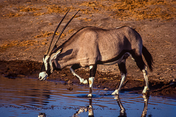 AF-M-02&nbsp;&nbsp;&nbsp;&nbsp;&nbsp;&nbsp;&nbsp;&nbsp; Gemsbok Walking  Into The Water, Etosha NP, Namibia