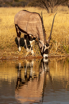 AF-M-101&nbsp;&nbsp;&nbsp;&nbsp;&nbsp;&nbsp;&nbsp;&nbsp; Gemsbok Drinking, Damaraland Region, Namibia