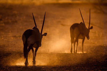 LE-AF-M-01 Gemsboks Raising Dust, Kalahari Gemsbok National Park, South Africa