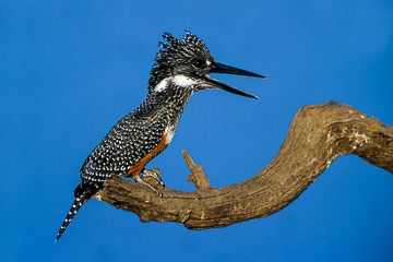 LE-AF-B-01 Giant Kingfisher, Kruger National Park, South Africa