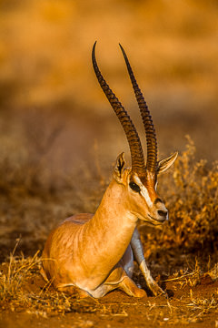 LE-AF-M-01 Grant's Gazelle, Samburu National Reserve, Kenya