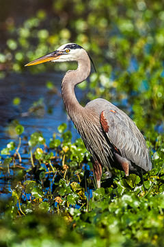 AM-B-17&nbsp;&nbsp;&nbsp;&nbsp;&nbsp;&nbsp;&nbsp;&nbsp; Great Blue Heron, Venice Rookery, Florida