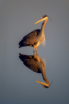 AM-B-21&nbsp;&nbsp;&nbsp;&nbsp;&nbsp;&nbsp;&nbsp;&nbsp; Great Blue Heron, Edwin B. Forsythe NWR, New Jersey