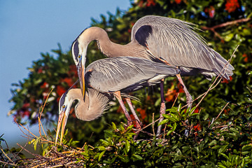 LE-AM-B-24 Great Blue Herons Nesting, Venice Rookery, Venice, Florida