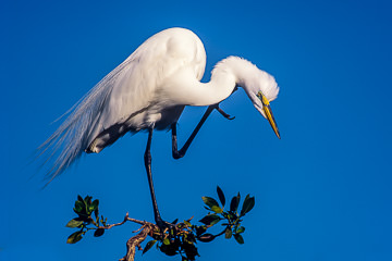 AM-B-06&nbsp;&nbsp;&nbsp;&nbsp;&nbsp;&nbsp;&nbsp;&nbsp; Great Egret With An Itch, Tavernier, Florida