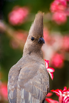 AF-B-01&nbsp;&nbsp;&nbsp;&nbsp;&nbsp;&nbsp;&nbsp;&nbsp; Grey Lourie, Kruger NP, South Africa