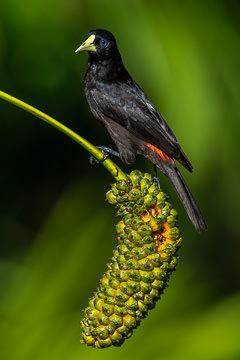 BR-B-182&nbsp;&nbsp;&nbsp;&nbsp;&nbsp;&nbsp;&nbsp;&nbsp; Guache On Caxando, Coastal Region Of Bahia, Brazil