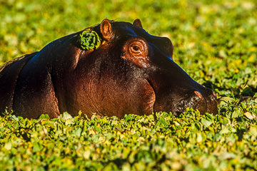 LE-AF-M-02 Hippo With Ear Ornament, Sunset Dam, Kruger National Park, South Africa
