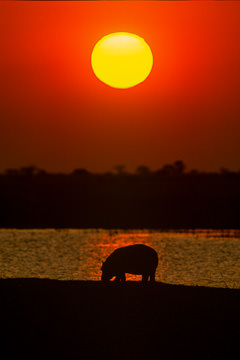 AF-LA-43 Hippo Feeding During Sunset, Chobe National Park, Botswana