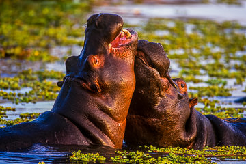 LE-AF-M-01 Hippos Fighting At Sunset Dam, Kruger National Park, South Africa