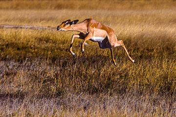 LE-AF-M-01 Impala Jumping, Savuti, Botswana