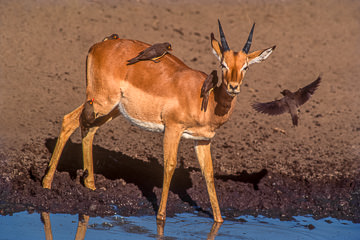 LE-AF-M-15 Impala With Oxpeckers, Kruger National Park, South Africa