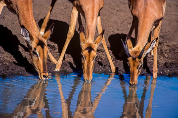 AF-M-07&nbsp;&nbsp;&nbsp;&nbsp;&nbsp;&nbsp;&nbsp;&nbsp; Impalas Drinking, Kruger NP, South Africa