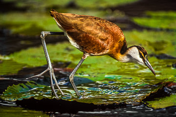 LE-AF-B-03 Jacana, Mkuze State Park, South Africa