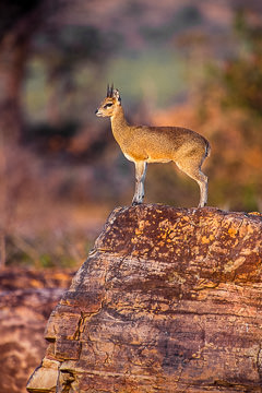 LE-AF-M-03 Klipspringer On Top Of Rocky Lookout, Kruger N.P., South Africa