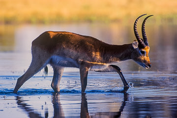LE-AF-M-09 Lechwe Walking Through Water, Moremi Game Reserve, Botswana