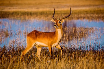 AF-M-15&nbsp;&nbsp;&nbsp;&nbsp;&nbsp;&nbsp;&nbsp;&nbsp; Male Lechwe Buck Walking, Moremi Game Reserve, Botswana