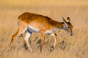 AF-M-17&nbsp;&nbsp;&nbsp;&nbsp;&nbsp;&nbsp;&nbsp;&nbsp; Young Female Lechwe, Moremi Game Reserve, Botswana