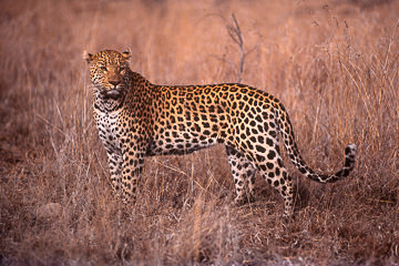 AF-M-51&nbsp;&nbsp;&nbsp;&nbsp;&nbsp;&nbsp;&nbsp;&nbsp; Leopard, Londolozi Private Reserve, South Africa