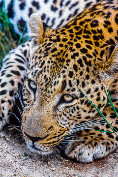 LE-AF-M-01 Leopard Portrait, Londolozi Private Game Reserve, South Africa