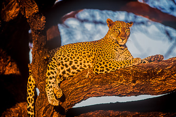LE-AF-M-03 Leopard At Daybreak, Londolozi Private Game Reserve, South Africa