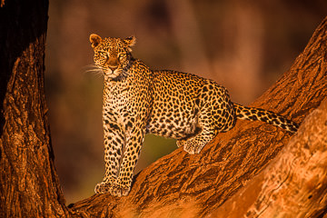 LE-AF-M-05 Leopard Resting At Days End, Samburu National Reserve, Kenya