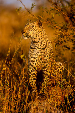 LE-AF-M-46 Leopard Resting After Kill, Kruger National Park, South Africa