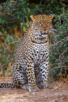 AF-M-53&nbsp;&nbsp;&nbsp;&nbsp;&nbsp;&nbsp;&nbsp;&nbsp; Seated Leopard, Londolozi Private Reserve, South Africa
