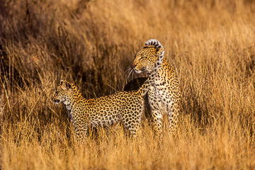 LE-AF-M-07 Leopard And Cub, Londolozi Private Game Reserve, South Africa