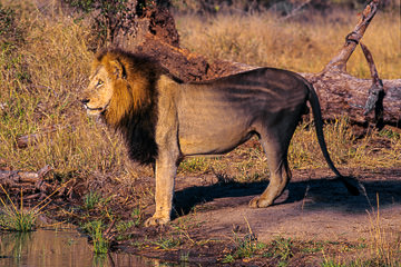 LE-AF-M-03 Male Lion At Waterhole, Londolozi Private Game Reserve, South Africa