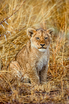 LE-AF-M-22 Lion Cub, Ulusaba Private Game Reserve, South Africa