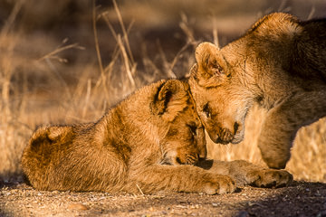 AF-M-28&nbsp;&nbsp;&nbsp;&nbsp;&nbsp;&nbsp;&nbsp;&nbsp; Lion Cubs Greeting, Londolozi Private Reserve, South Africa