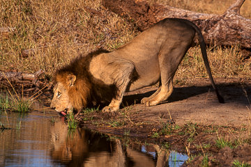 LE-AF-M-101 Lion Drinking, Londolozi Private Game Reserve, South Africa