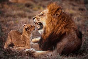 LE-AF-M-01 Lion Cub Staring At Dad's Teeth, Phinda Private Game Reserve, South Africa
